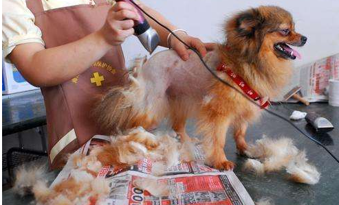 3步掌握宠物剪毛，自己在家剪毛经济实惠，还可以增加感情（如何给宠物剪毛发）(图2)