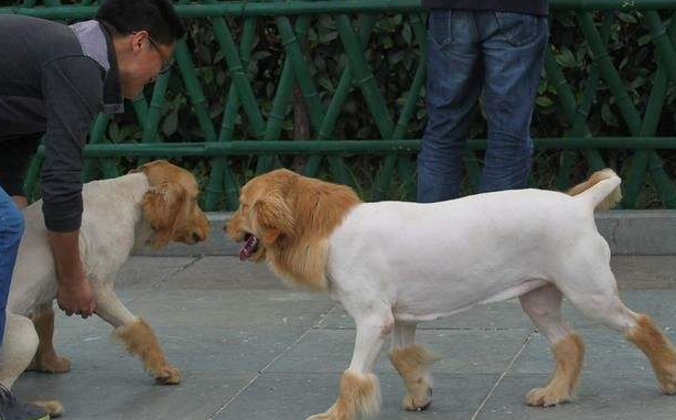 3步掌握宠物剪毛，自己在家剪毛经济实惠，还可以增加感情（如何给宠物剪毛发）(图4)