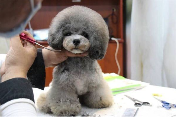 时下最流行的“泰迪造型”，想要泰迪变好看，就从中挑选吧（泰迪狗狗什么造型好看）(图4)