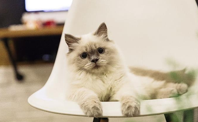 猫最忌讳的三个属相(图1)