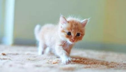 猫最忌讳的三个属相(图2)