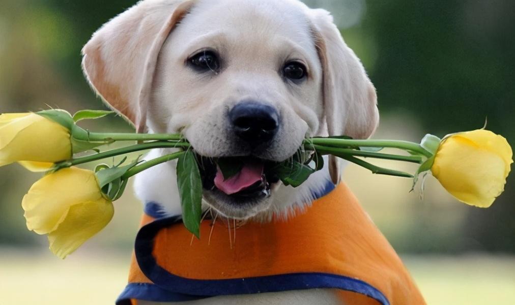 拉布拉多最脏的6大部分，清洁干净就会自带“体香”（拉布拉多好掉毛吗）(图2)