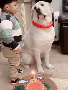 拉布拉多摇尾巴的不同姿势，代表了它不同情绪，你知道吗？（拉布拉多摇尾巴视频）(图2)