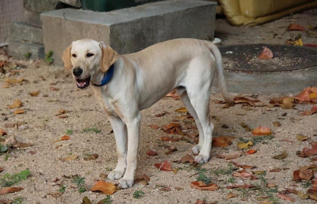 拉布拉多摇尾巴的不同姿势，代表了它不同情绪，你知道吗？（拉布拉多摇尾巴视频）(图3)