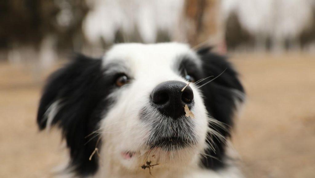 狗狗过度呼吸，背后可能有这9个原因（狗狗剧烈呼吸）(图3)