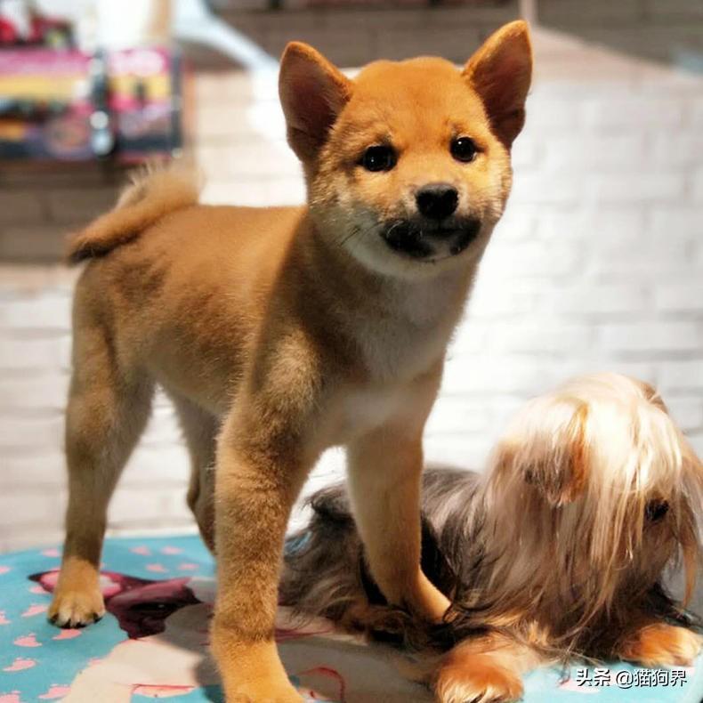 狗狗换牙小知识，呵护狗狗的口腔问题！（狗狗换牙嘴巴臭怎么办）(图1)