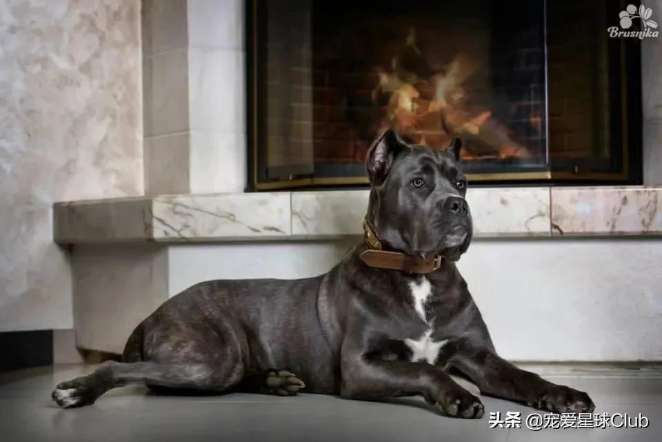 百科 | 卡斯罗，古罗马的农场护卫萌犬（卡斯罗马犬哪个好）(图5)