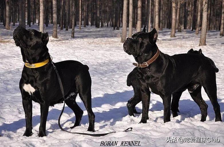 百科 | 卡斯罗，古罗马的农场护卫萌犬（卡斯罗马犬哪个好）(图7)