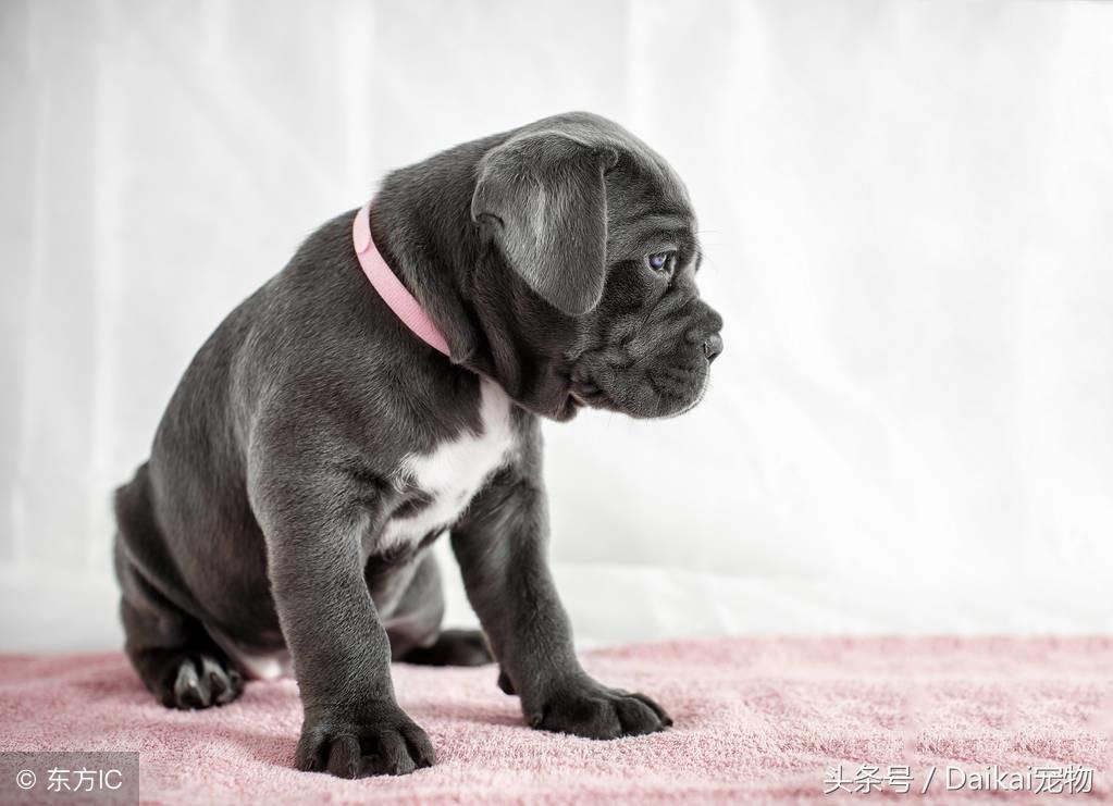 三个月的卡斯罗为什么会呕吐拉稀？该怎么解决呢？（卡斯罗吐白色粘液）(图1)