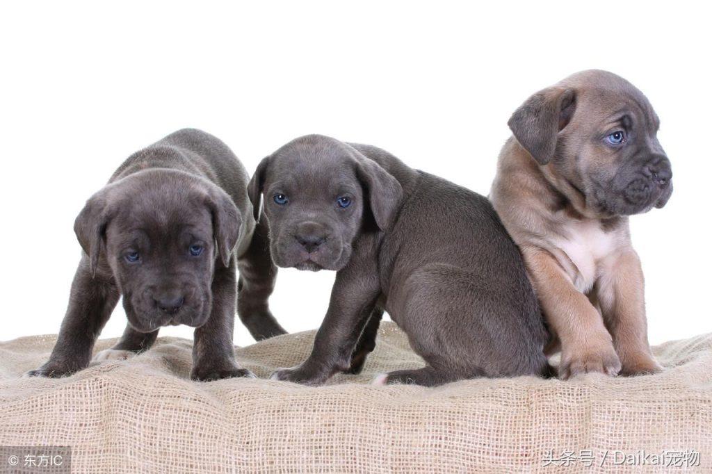 三个月的卡斯罗为什么会呕吐拉稀？该怎么解决呢？（卡斯罗吐白色粘液）(图2)