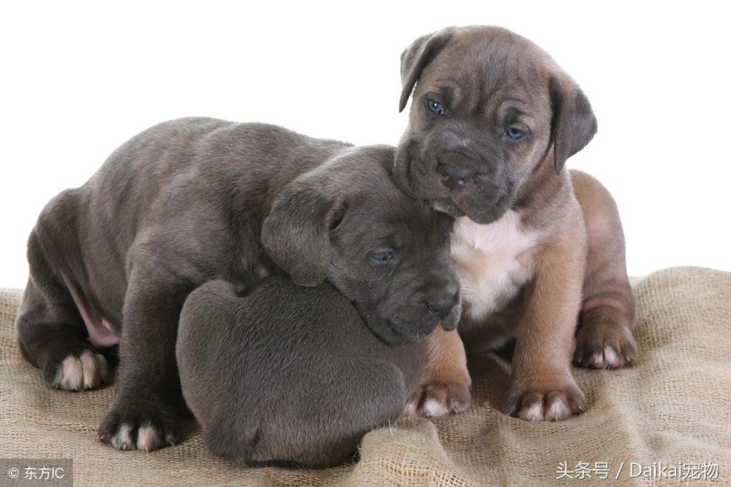 三个月的卡斯罗为什么会呕吐拉稀？该怎么解决呢？（卡斯罗吐白色粘液）(图3)