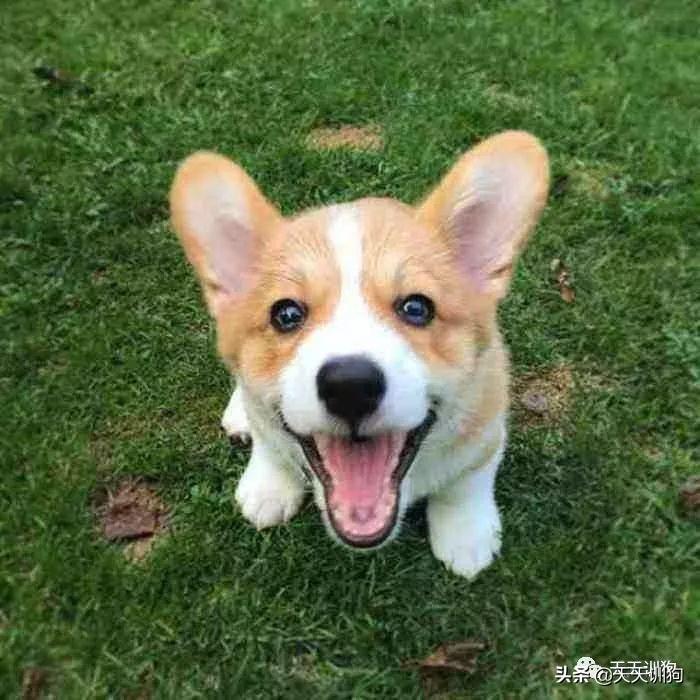 狗狗整天没有精神怎么办？（狗总是没精神怎么办）(图1)