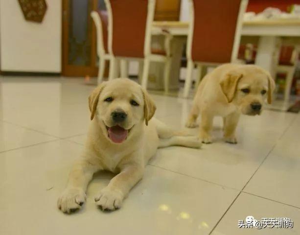 狗狗整天没有精神怎么办？（狗总是没精神怎么办）(图3)