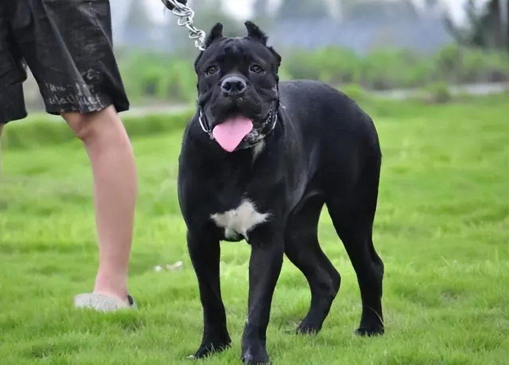 在卡斯罗眼中，以下行为就是“挑衅”，下一秒就可能咬人（卡斯罗咬人吗?）(图1)