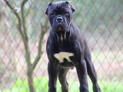 卡斯罗犬饲养注意事项，怎样训练卡斯罗幼犬（如何训练卡斯罗犬,怎样训练?）(图1)