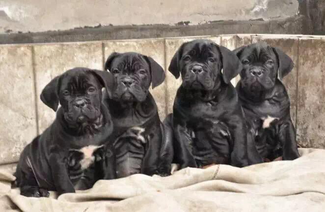 卡斯罗犬饲养注意事项，怎样训练卡斯罗幼犬（如何训练卡斯罗犬,怎样训练?）(图3)