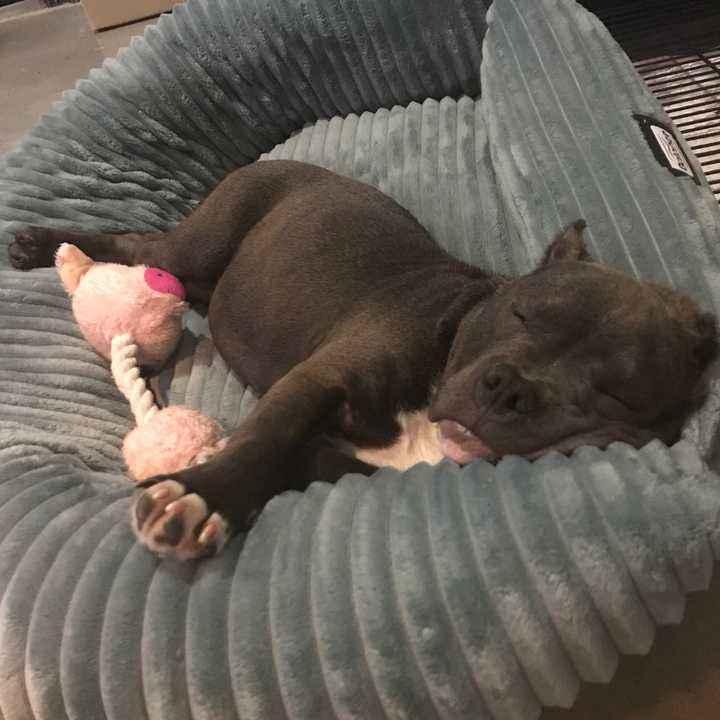 这5种狗睡觉堪比“乐队现场”,养了小心睡不着觉(什么狗最能睡觉)(图2)