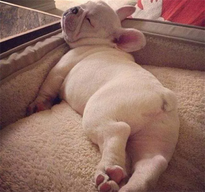 这5种狗睡觉堪比“乐队现场”,养了小心睡不着觉(什么狗最能睡觉)(图4)