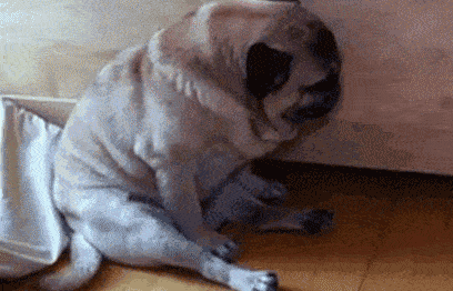 这5种狗睡觉堪比“乐队现场”,养了小心睡不着觉(什么狗最能睡觉)(图5)