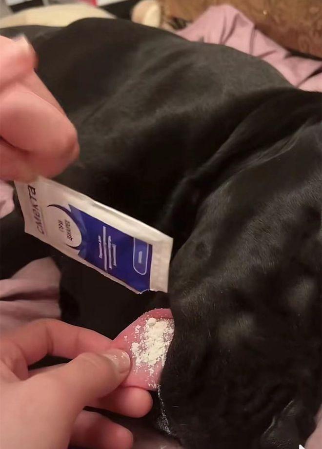 狗狗拉肚却不肯吃药，女子想了一个妙招：这下没问题了吧？（狗狗拉稀一直不好,吃药没用）(图3)
