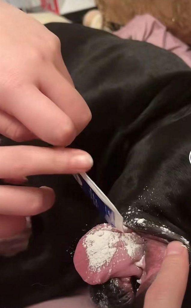 狗狗拉肚却不肯吃药，女子想了一个妙招：这下没问题了吧？（狗狗拉稀一直不好,吃药没用）(图2)