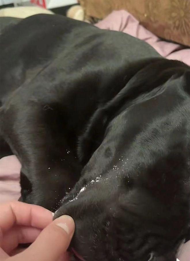 狗狗拉肚却不肯吃药，女子想了一个妙招：这下没问题了吧？（狗狗拉稀一直不好,吃药没用）(图4)