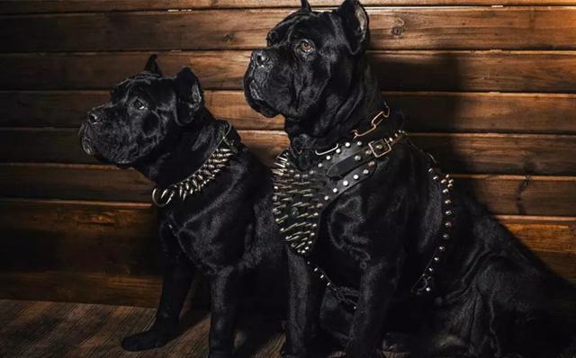 狗狗品种介绍图鉴——卡斯罗犬（卡斯罗犬视频大全）(图3)