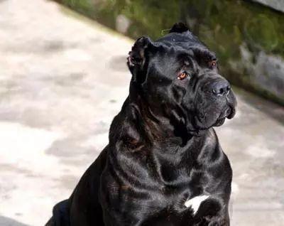 狗狗品种介绍图鉴——卡斯罗犬（卡斯罗犬视频大全）(图2)