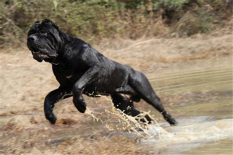 狗狗品种介绍图鉴——卡斯罗犬（卡斯罗犬视频大全）(图1)