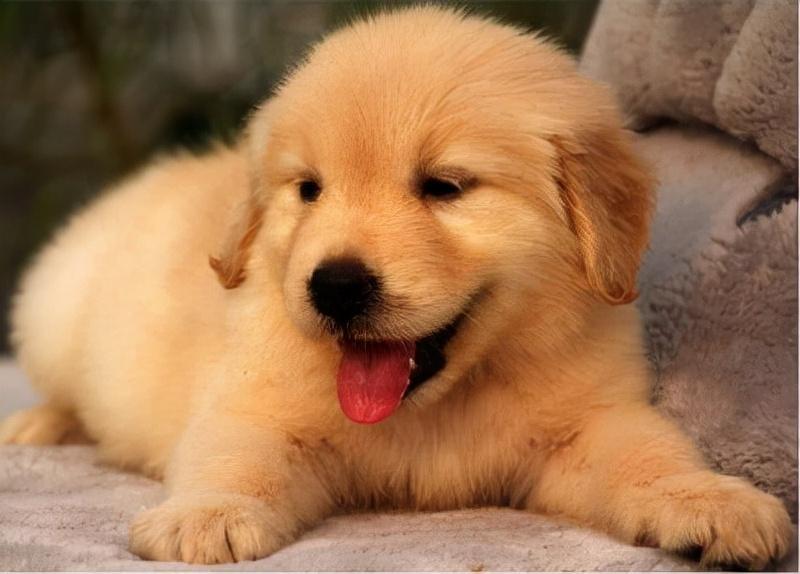 金毛犬应该要如何喂食才是最好的？（金毛犬喂养方法 sf）(图1)