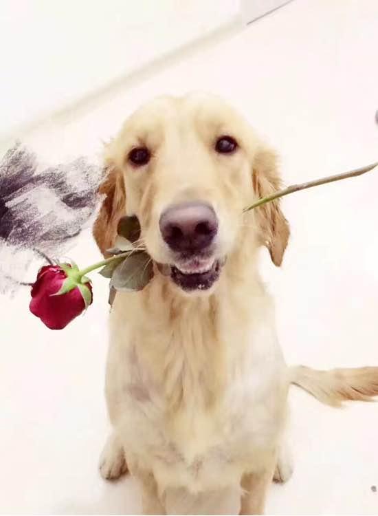 陪伴一年的金毛无缘无故去世，女孩用这样的方式“背”它一辈子！（金毛死亡）(图1)