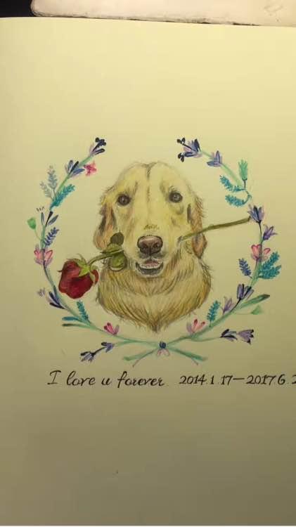 陪伴一年的金毛无缘无故去世，女孩用这样的方式“背”它一辈子！（金毛死亡）(图2)