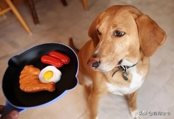 狗狗为什么总爱乞食，可能是这些原因导致的，主人们要多留心（狗狗为什么这么贪吃）(图1)