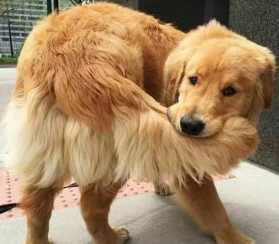 终于，找到金毛犬去“跳蚤”的6大秘诀了（金毛去跳蚤用什么便宜药最好使）(图8)