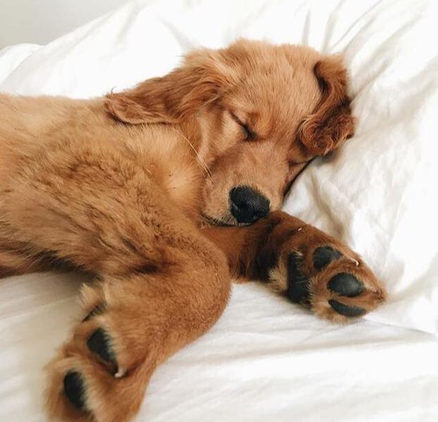 从金毛的睡姿，就能看出它对你的感情，你家是哪种？（金毛睡觉是什么样子）(图2)