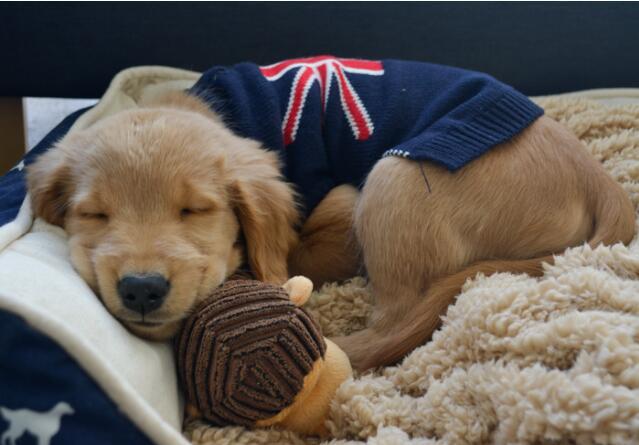 从金毛的睡姿，就能看出它对你的感情，你家是哪种？（金毛睡觉是什么样子）(图4)