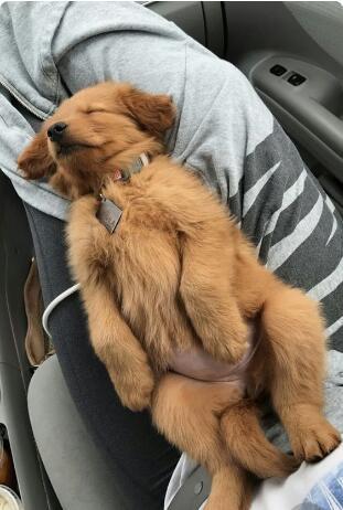 从金毛的睡姿，就能看出它对你的感情，你家是哪种？（金毛睡觉是什么样子）(图3)