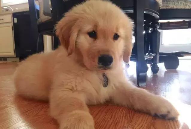 从金毛的睡姿，就能看出它对你的感情，你家是哪种？（金毛睡觉是什么样子）(图5)