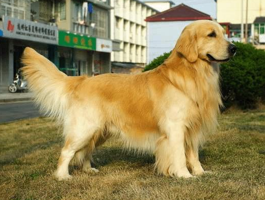 金毛标准体重是多少斤？太胖怎么办？（金毛体重一般多少斤）(图1)