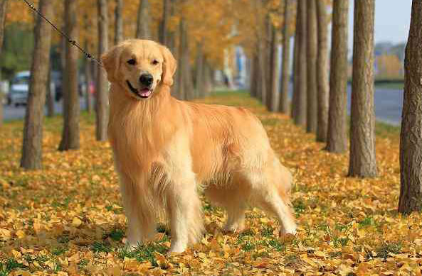 金毛标准体重是多少斤？太胖怎么办？（金毛体重一般多少斤）(图2)