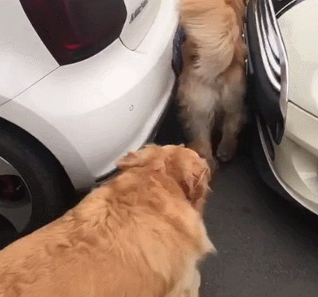 金毛标准体重是多少斤？太胖怎么办？（金毛体重一般多少斤）(图4)