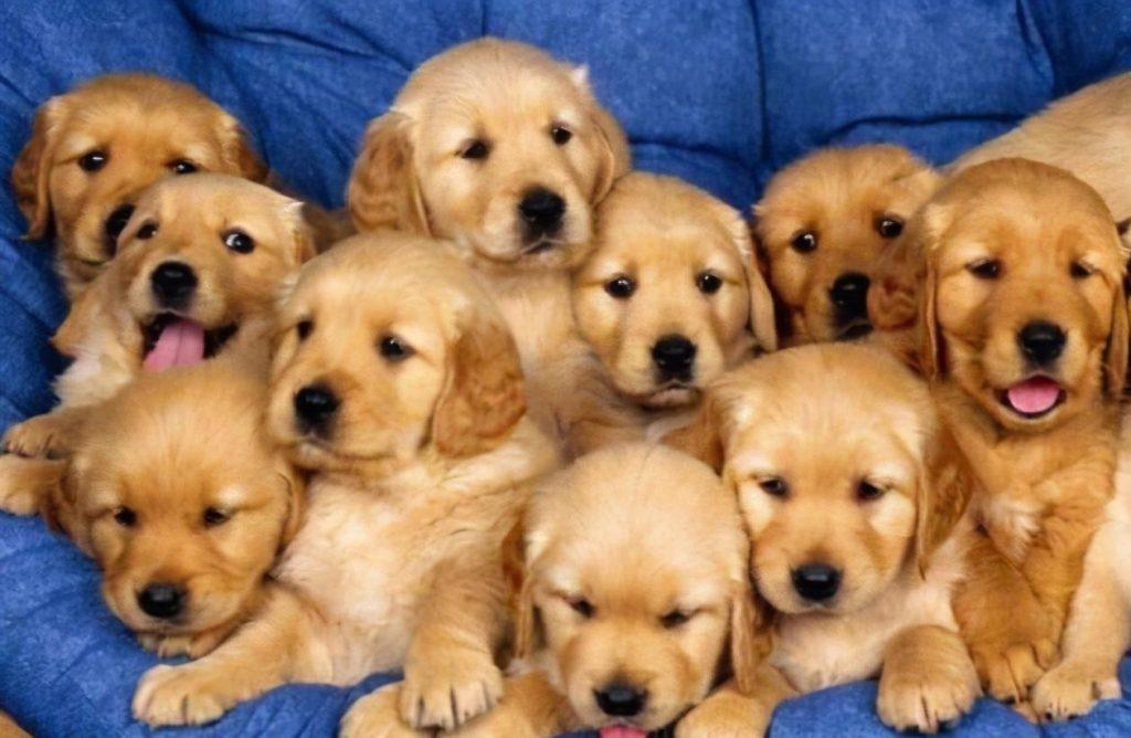 新手铲屎官的福音：挑选出健康金毛的6大秘诀（金毛怎样看出来纯不纯）(图1)