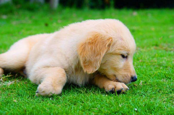 新手铲屎官的福音：挑选出健康金毛的6大秘诀（金毛怎样看出来纯不纯）(图2)