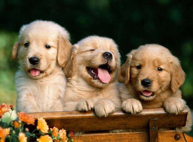 新手铲屎官的福音：挑选出健康金毛的6大秘诀（金毛怎样看出来纯不纯）(图3)