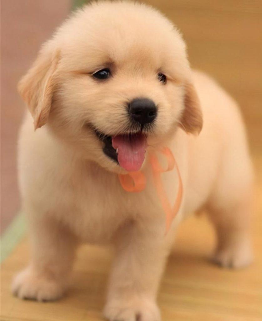 新手铲屎官的福音：挑选出健康金毛的6大秘诀（金毛怎样看出来纯不纯）(图4)