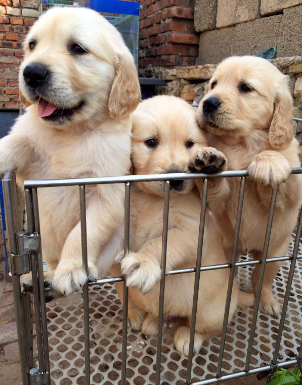 新手铲屎官的福音：挑选出健康金毛的6大秘诀（金毛怎样看出来纯不纯）(图5)