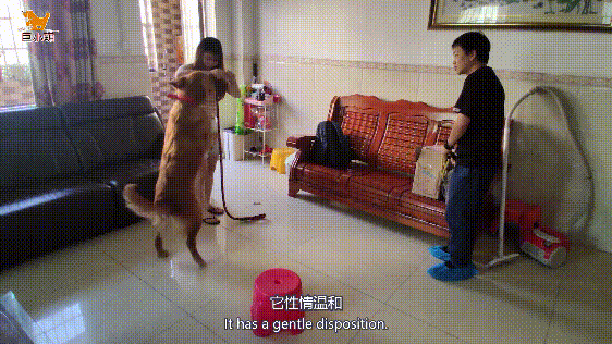 金毛乱咬、暴冲扑人，家中桌椅遥控器无一幸存，训犬师2小时搞定（金毛被训图片）(图1)