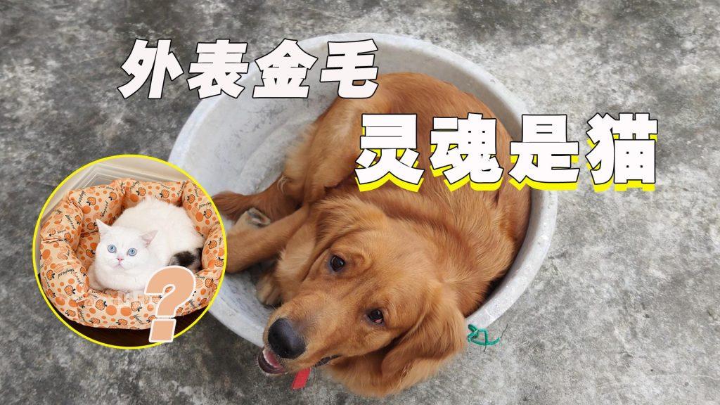 金毛乱咬、暴冲扑人，家中桌椅遥控器无一幸存，训犬师2小时搞定（金毛被训图片）(图3)