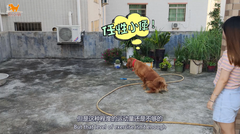 金毛乱咬、暴冲扑人，家中桌椅遥控器无一幸存，训犬师2小时搞定（金毛被训图片）(图4)