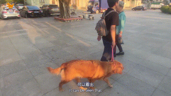 金毛乱咬、暴冲扑人，家中桌椅遥控器无一幸存，训犬师2小时搞定（金毛被训图片）(图7)